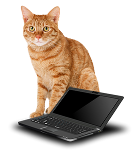 Cat Online Vet Writing Services